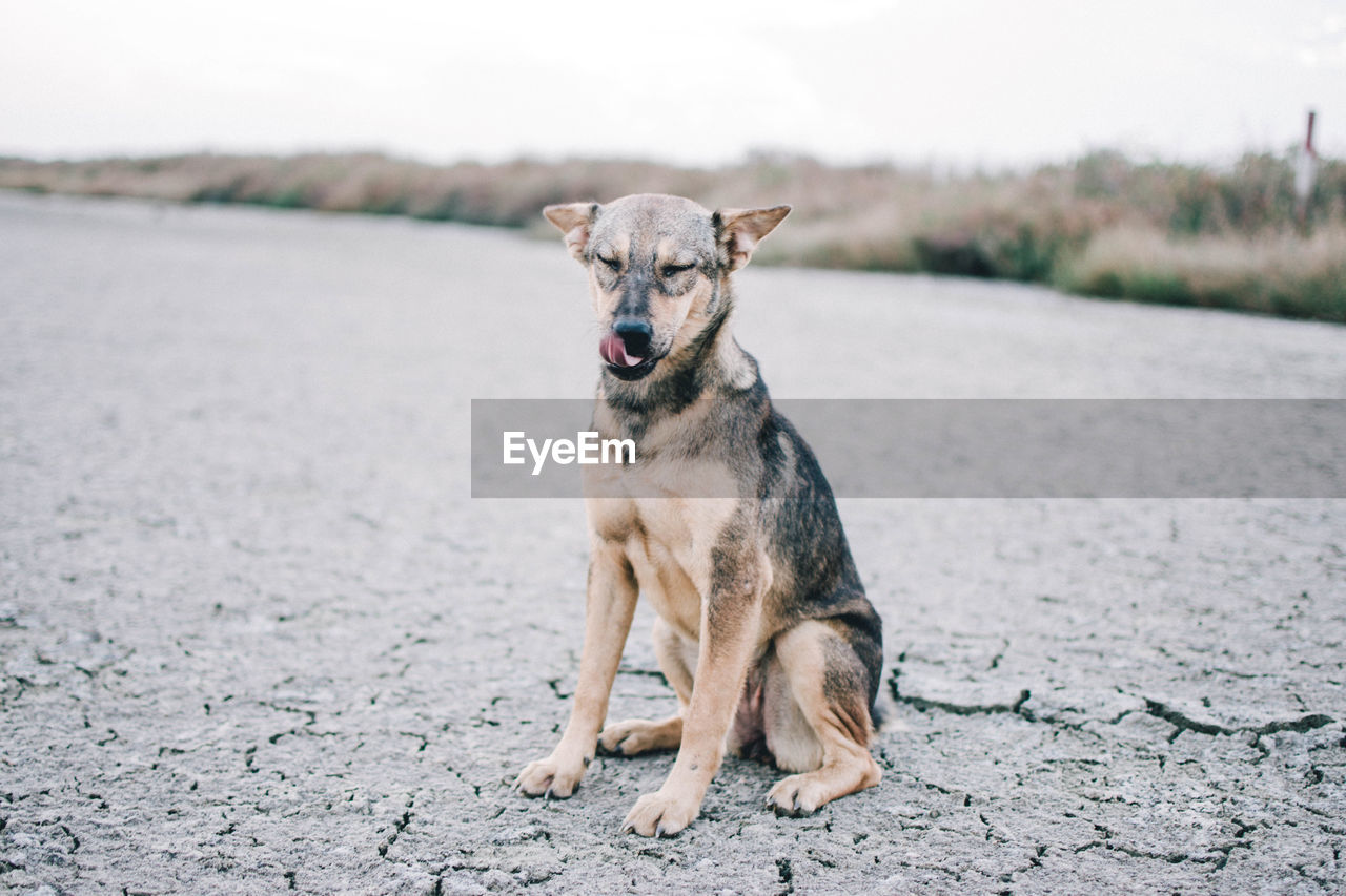 PORTRAIT OF DOG ON ROAD