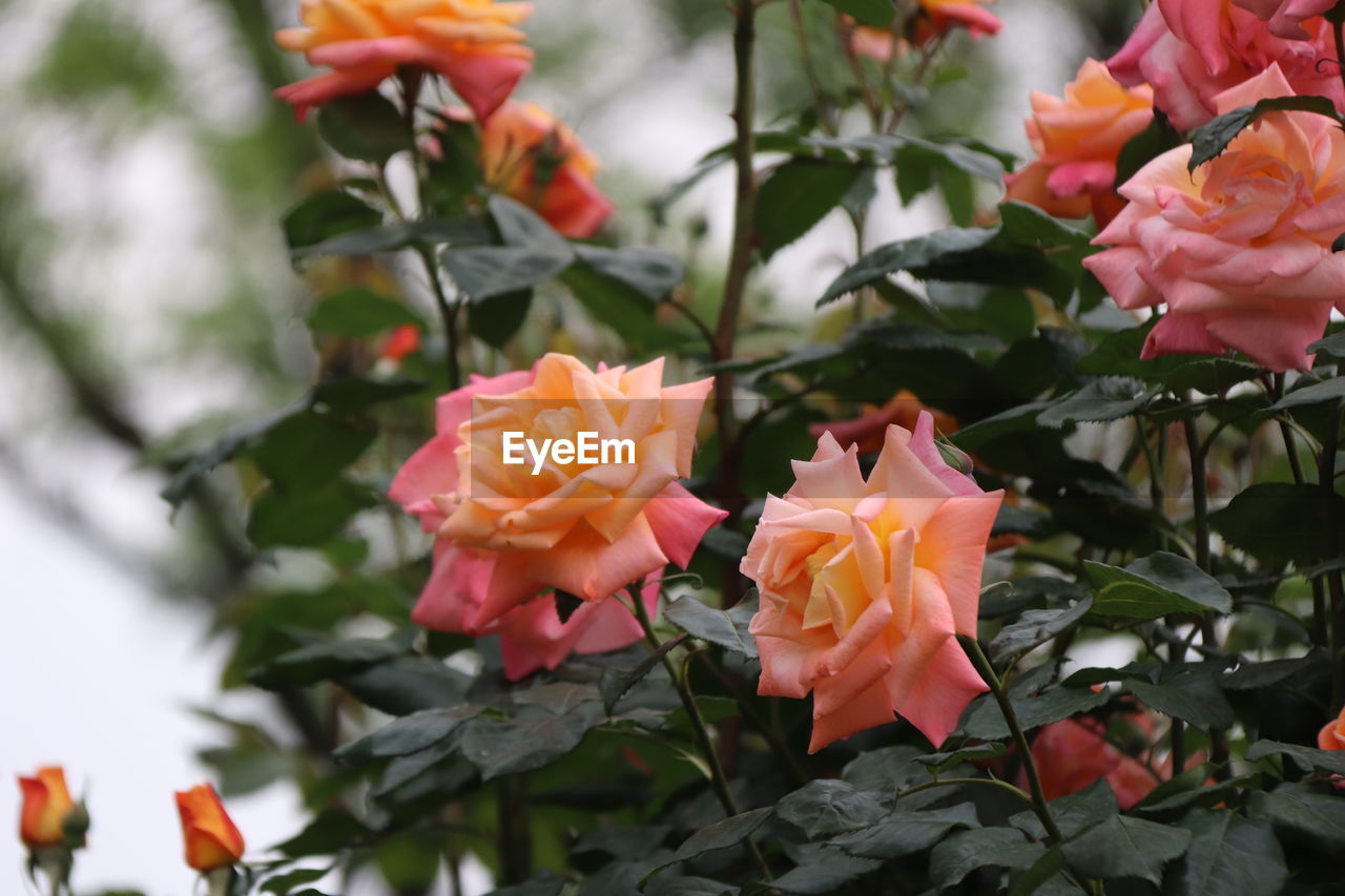 Close-up of pink flowering plants