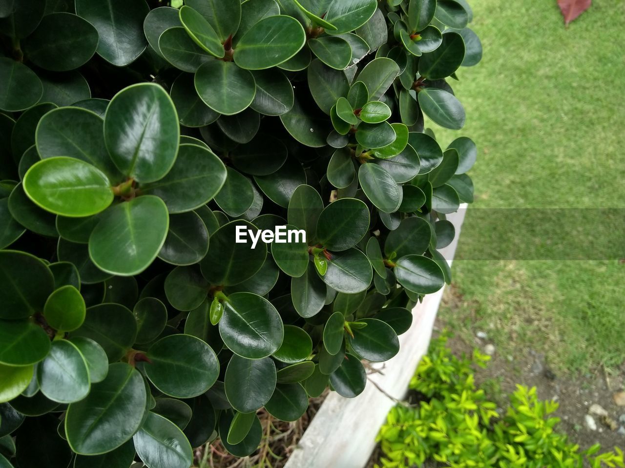 HIGH ANGLE VIEW OF GREEN PLANT ON FIELD