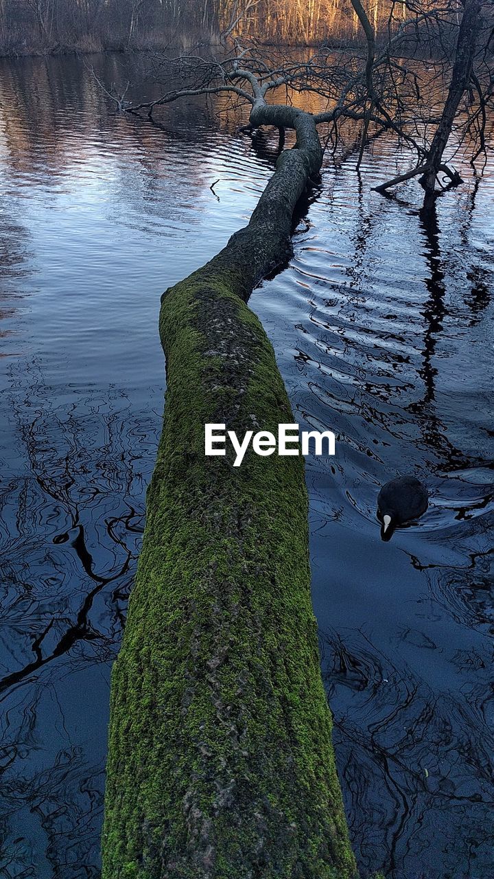 TREE TRUNK WITH LAKE IN BACKGROUND