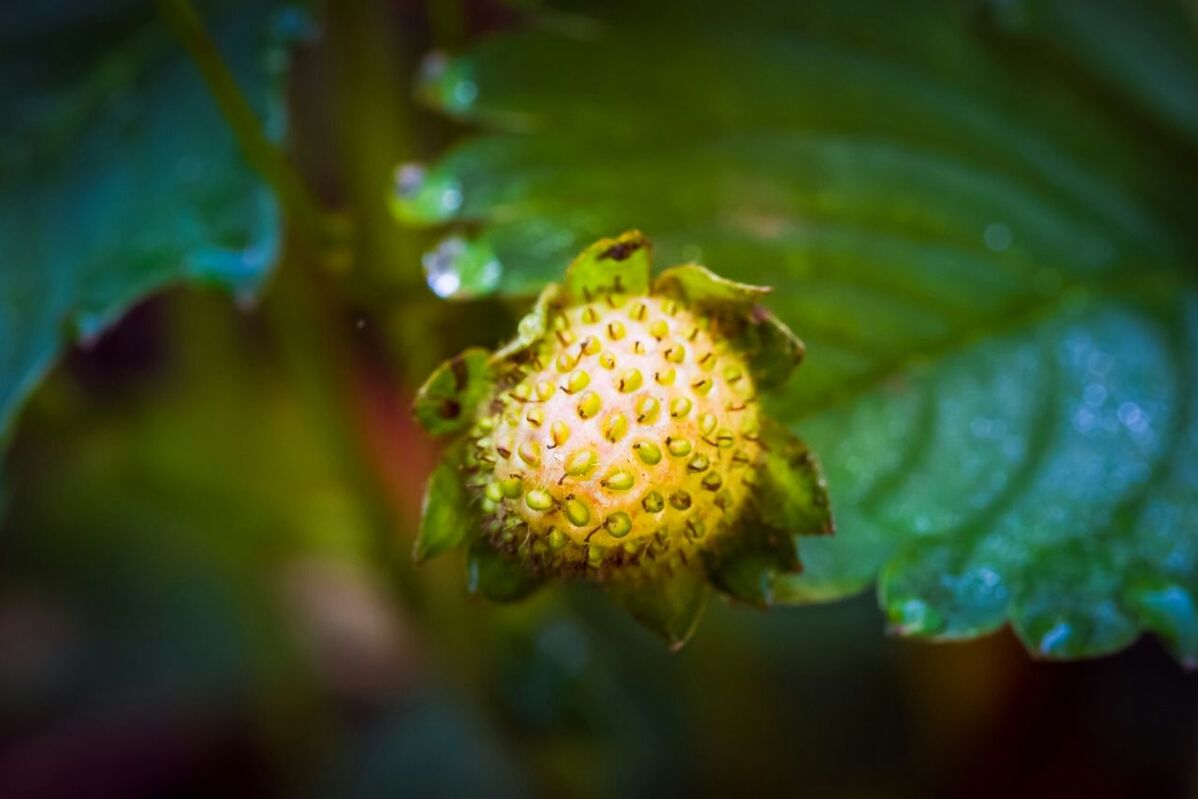 CLOSE-UP OF PLANT