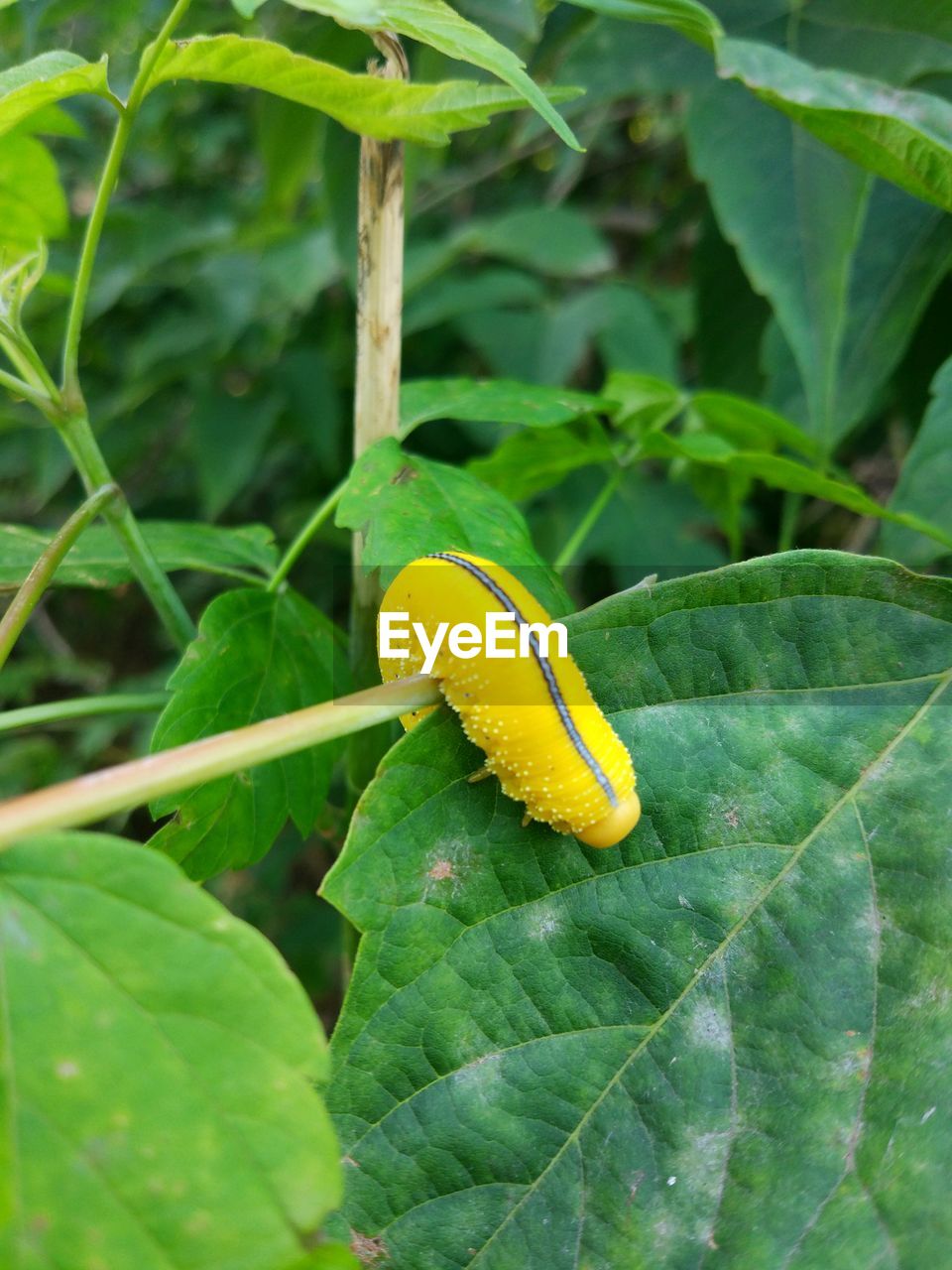 CLOSE-UP OF INSECT ON LEAF