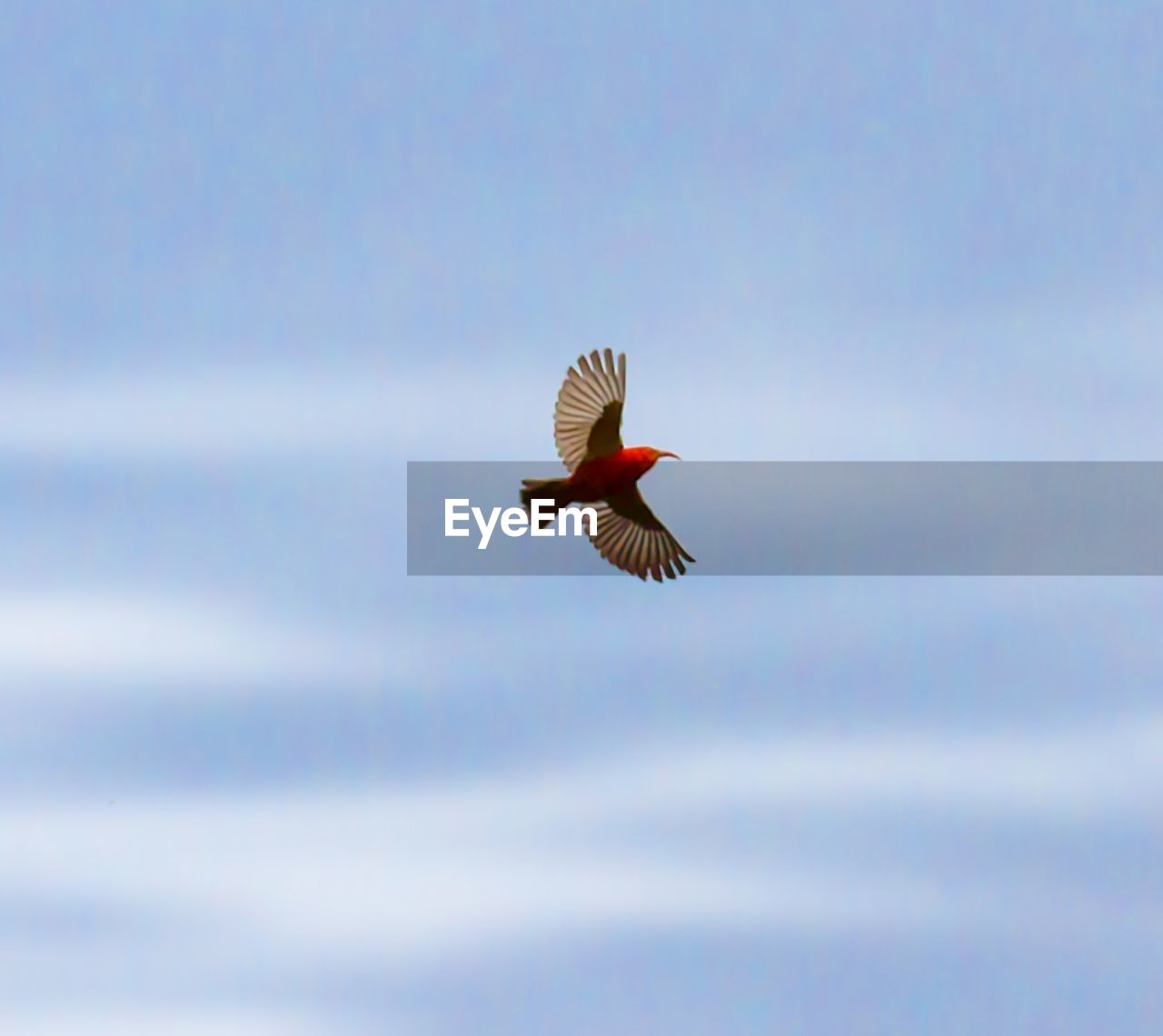 LOW ANGLE VIEW OF EAGLE FLYING AGAINST SKY