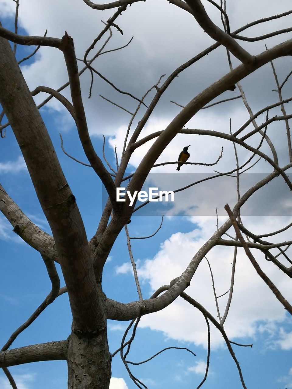 CLOSE-UP OF BARE TREE AGAINST BLUE SKY