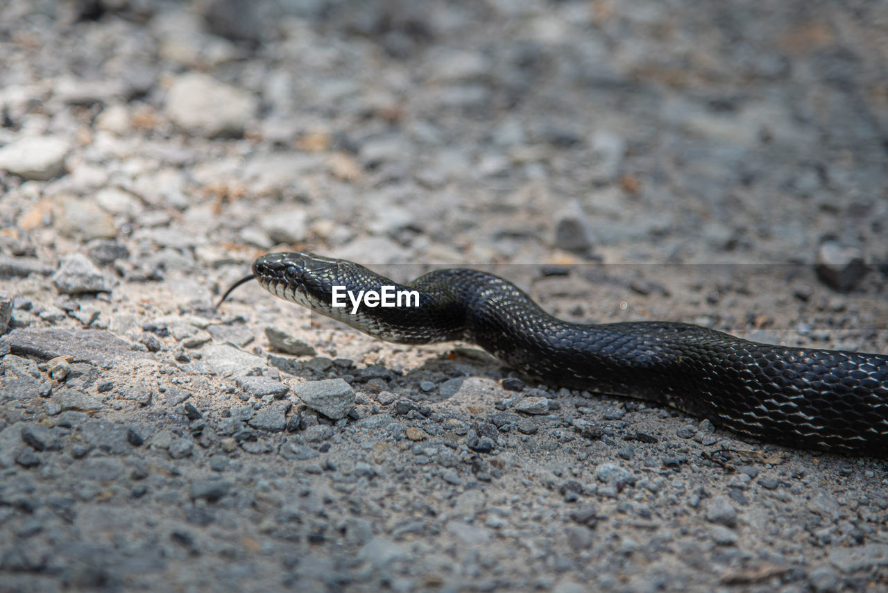 CLOSE-UP OF LIZARD ON ROCK