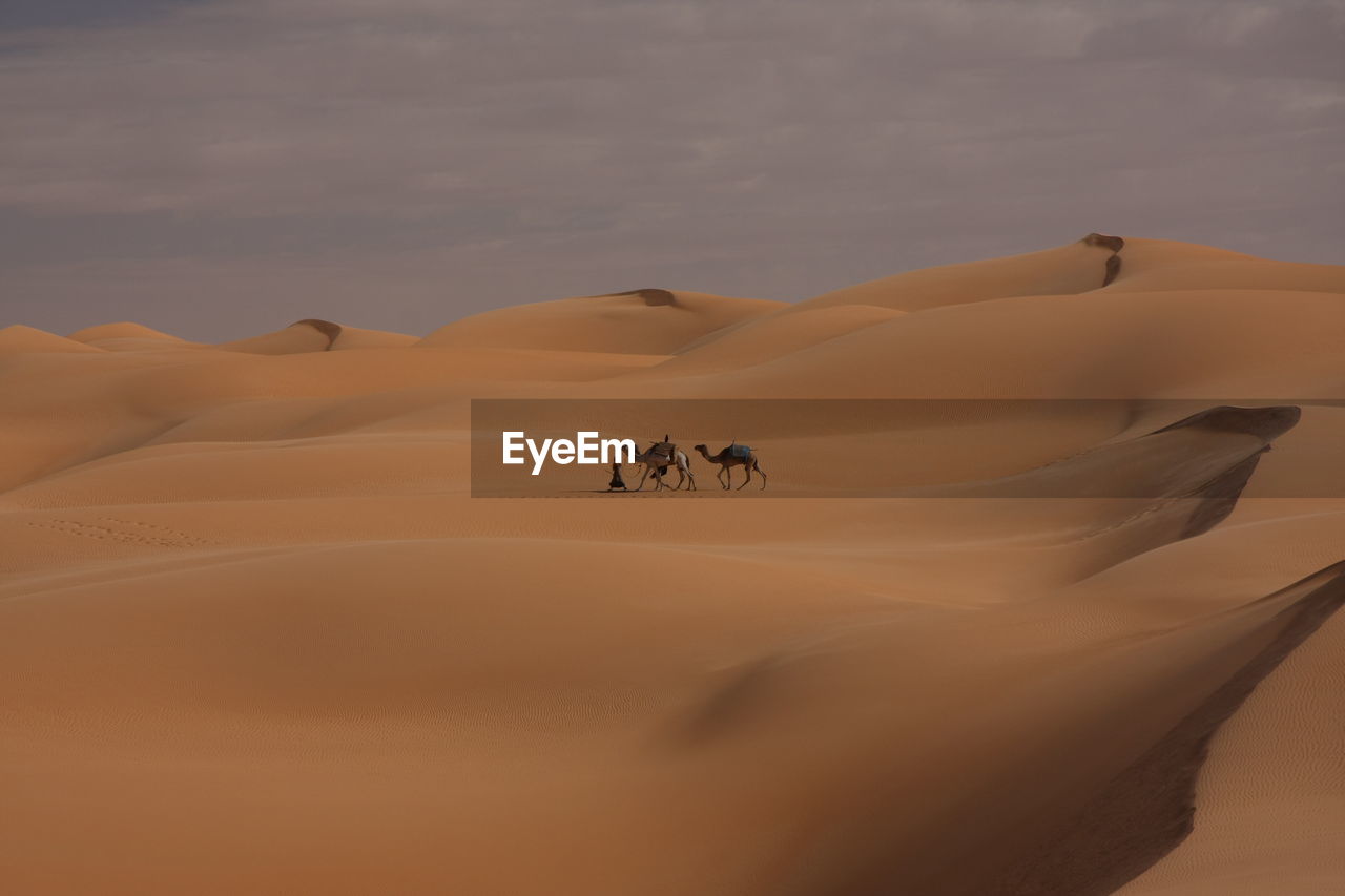 View of a desert with camels