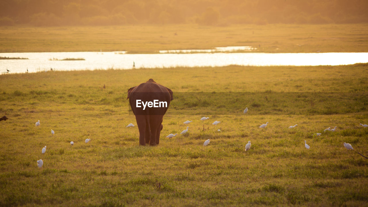 Scenic view of field against sky during sunset