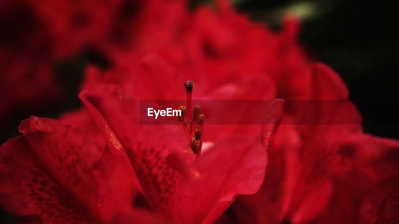 Close-up of red rose flower