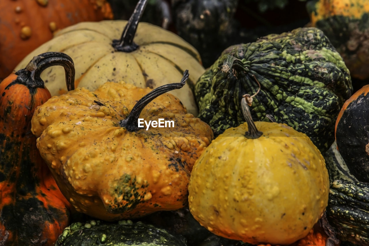 CLOSE-UP OF PUMPKIN FOR SALE IN MARKET