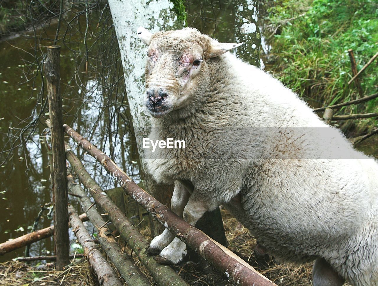 High angle view of sheep by pond