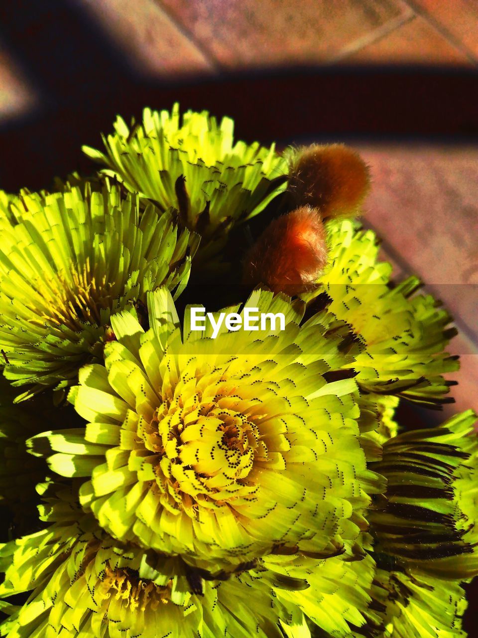 Close-up of yellow flowers