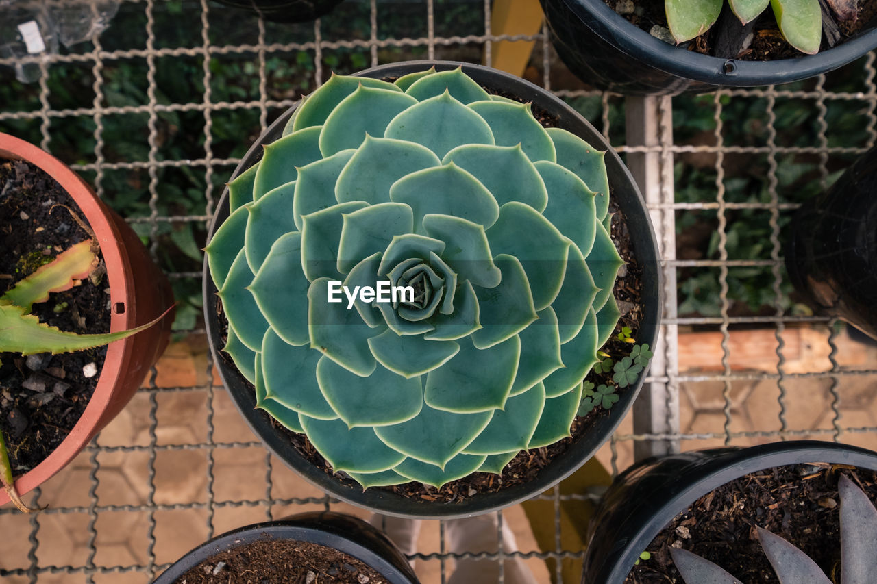 High angle view of potted plants