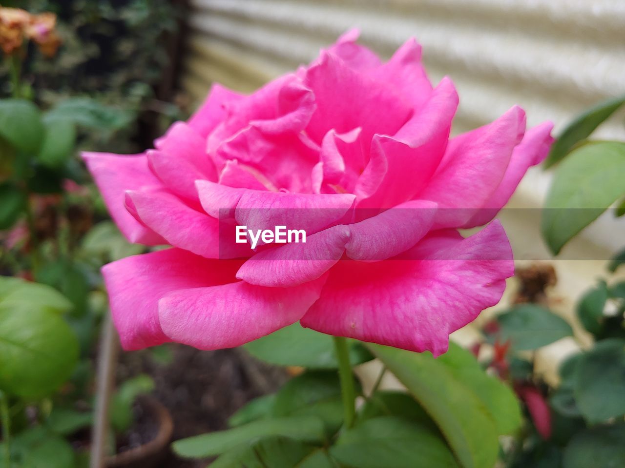 CLOSE-UP OF PINK ROSE WITH RED ROSES