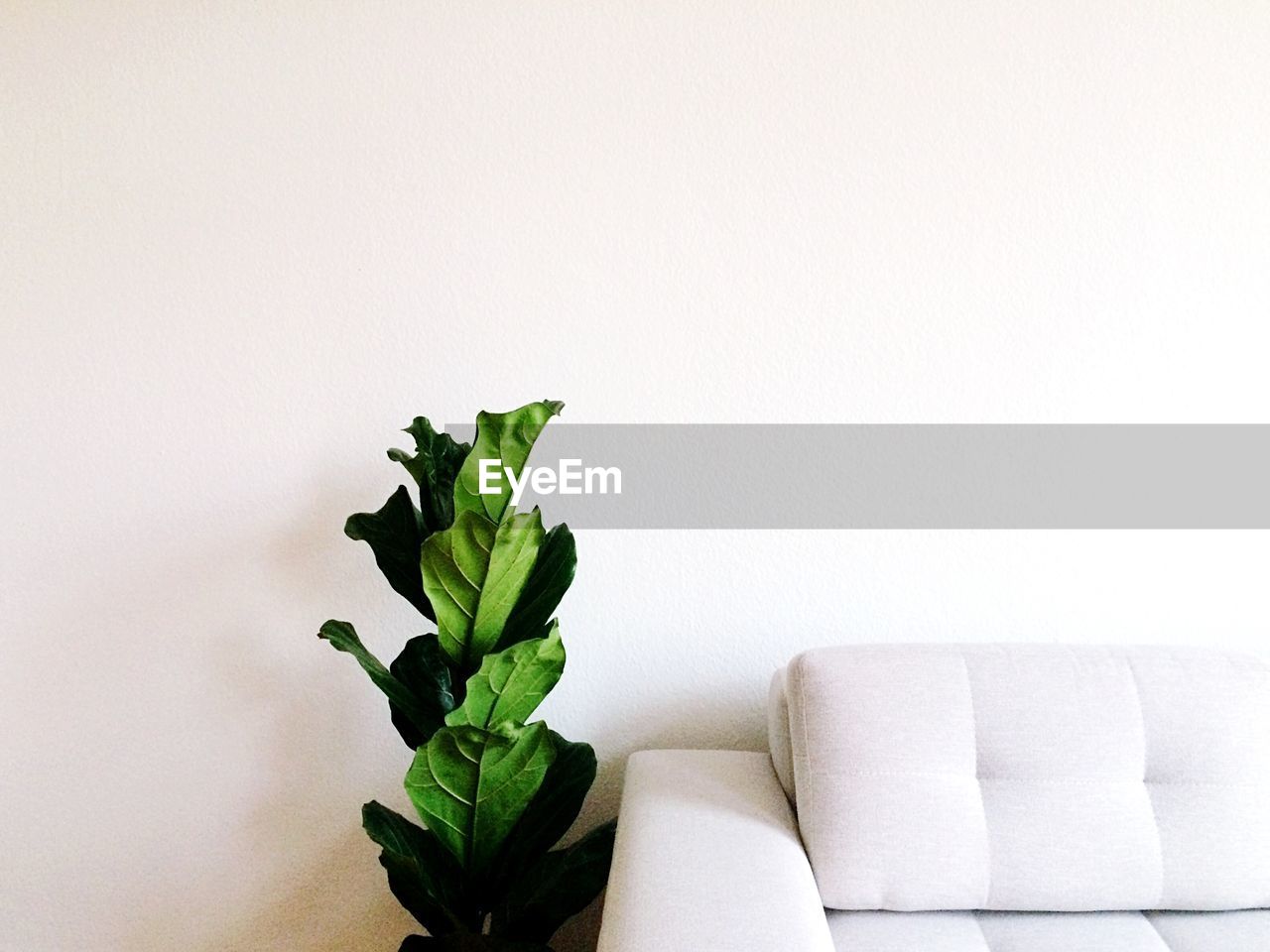 Houseplant by sofa against white wall at home