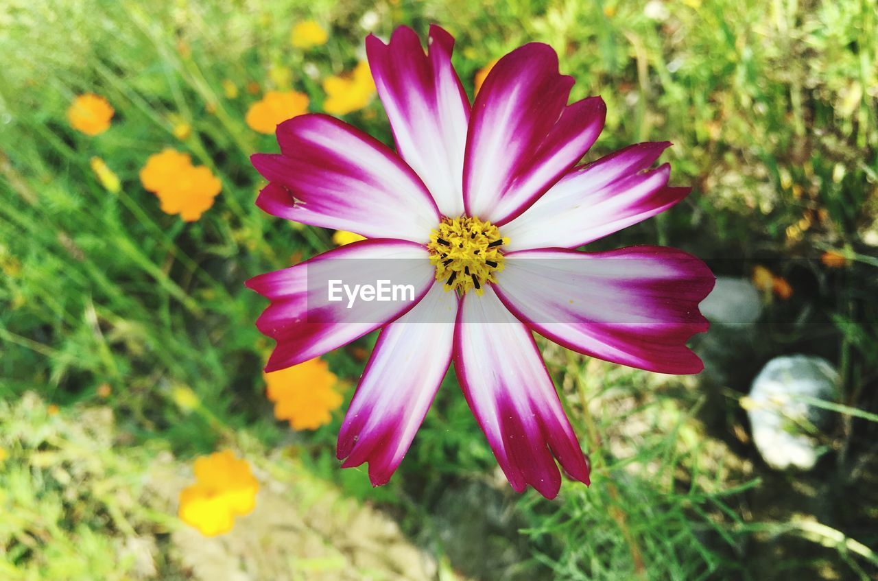 CLOSE-UP OF PINK DAISY FLOWER BLOOMING IN GARDEN