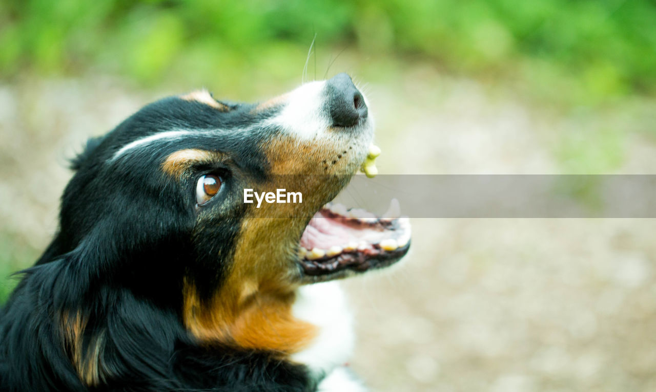 CLOSE-UP OF BROWN DOG