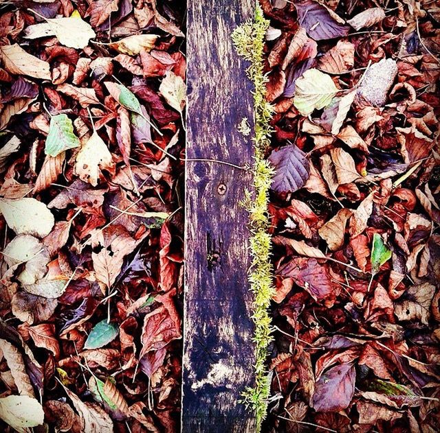 CLOSE-UP OF LEAVES ON WOOD