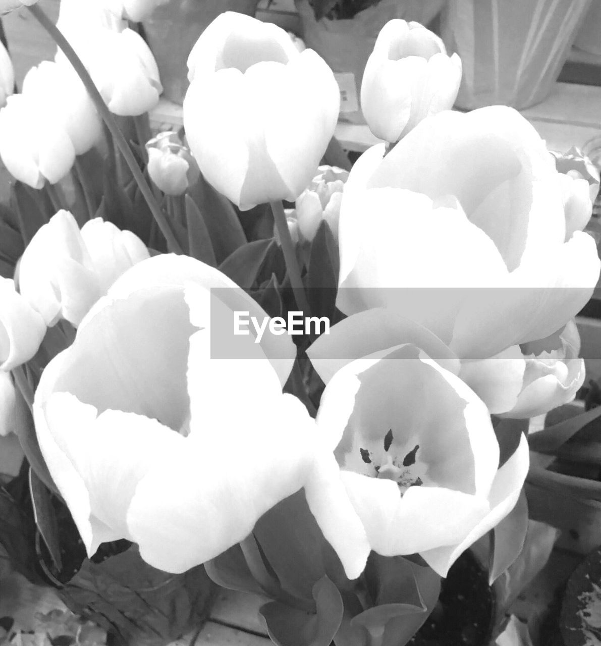 CLOSE-UP OF WHITE FLOWERS BLOOMING OUTDOORS