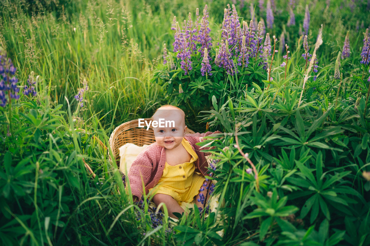 Baby in a wicker basket in a lupine field in nature in the summer in the evening sunset