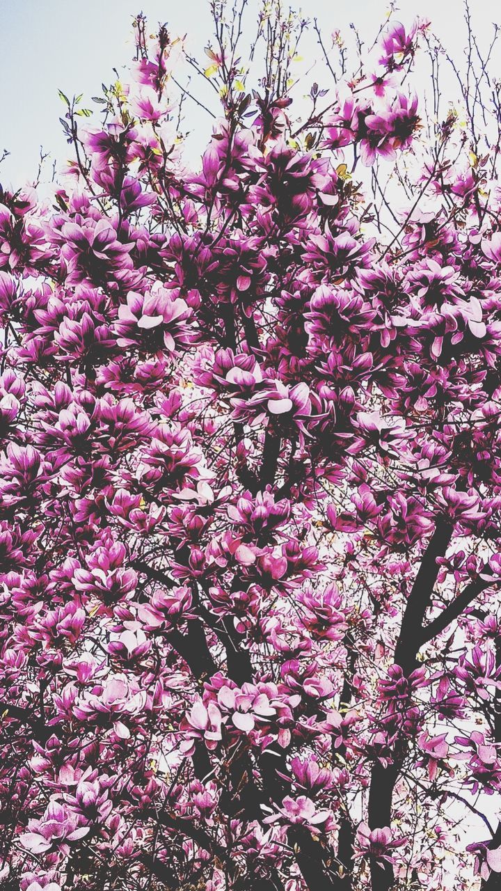 LOW ANGLE VIEW OF PINK FLOWERS ON BRANCH