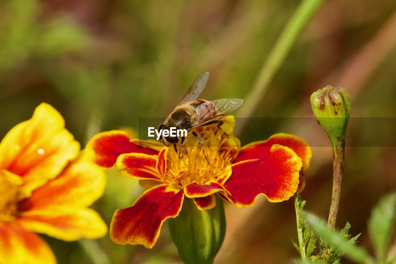 CLOSE-UP OF HONEY BEE POLLINATING FLOWER