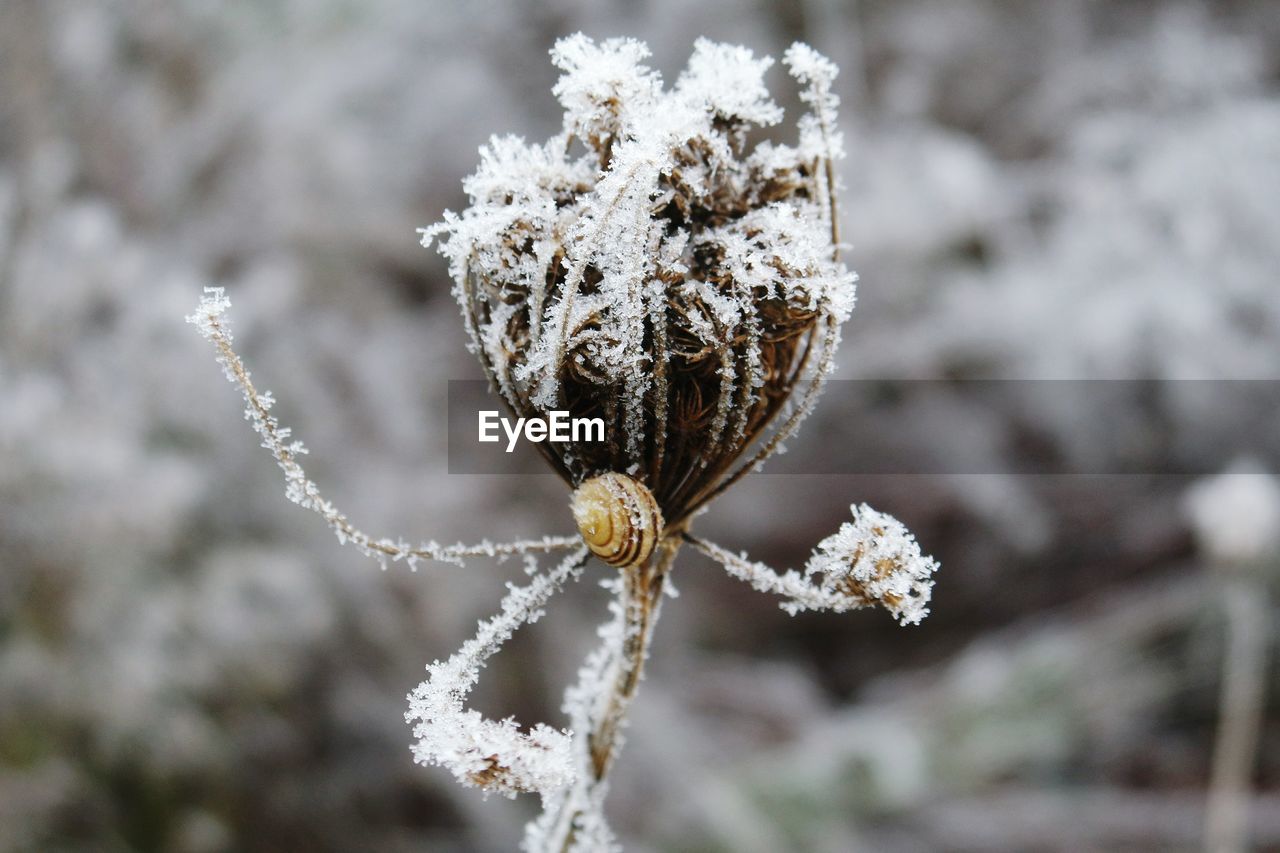 Close-up of snail on snow covered plant