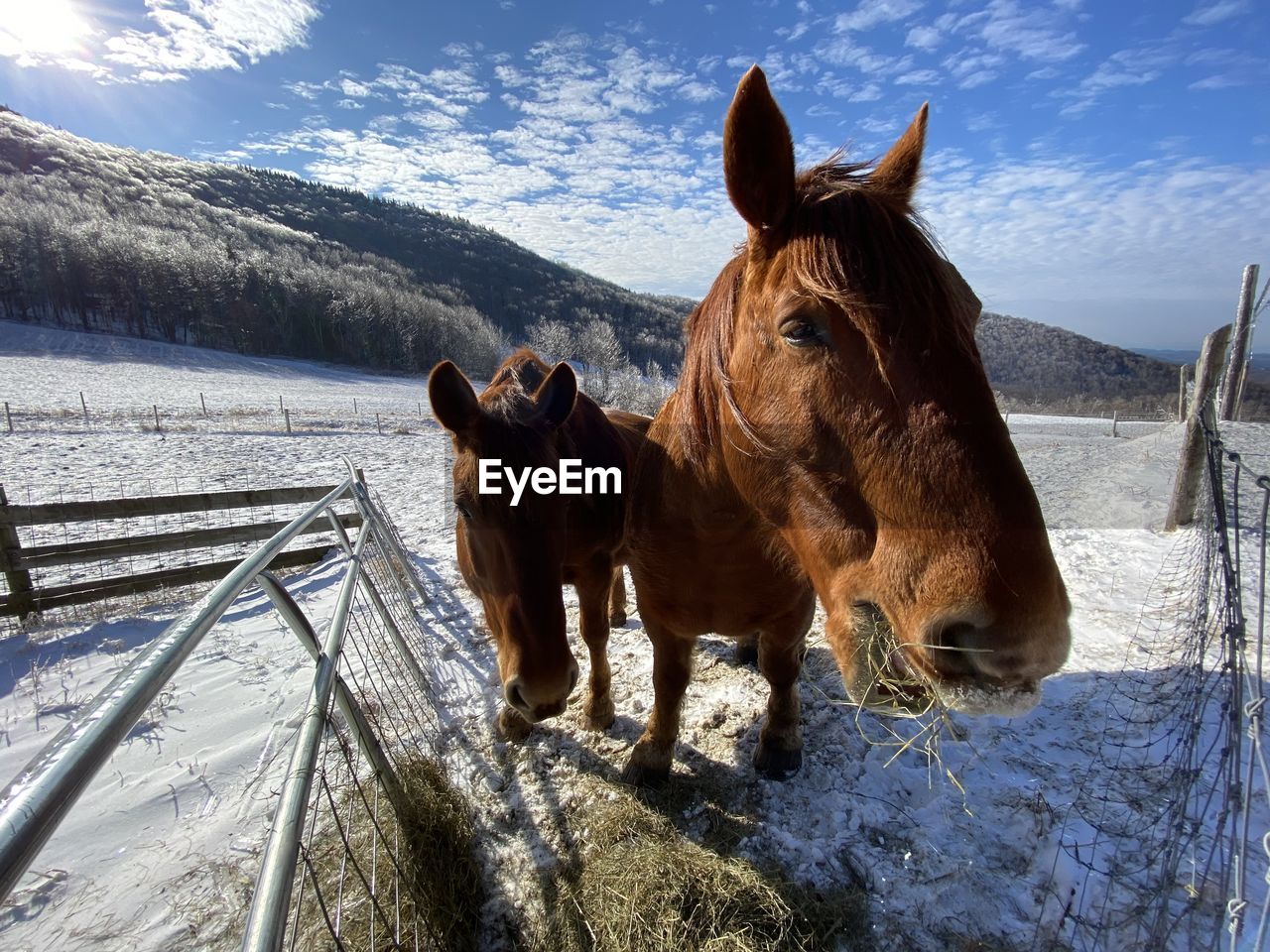 Horse standing in snow