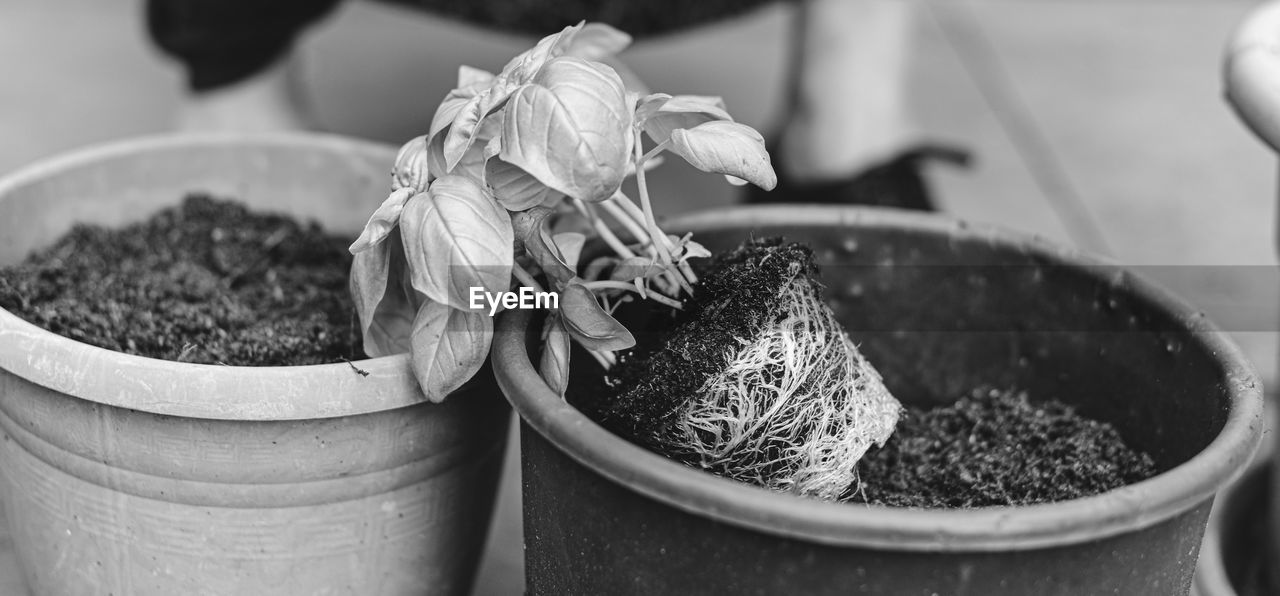 plant, black, black and white, food and drink, focus on foreground, container, growth, monochrome photography, potted plant, food, monochrome, flower, nature, close-up, no people, day, outdoors, gardening