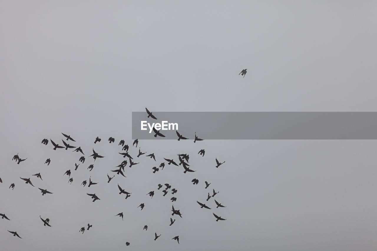 LOW ANGLE VIEW OF BIRDS FLYING