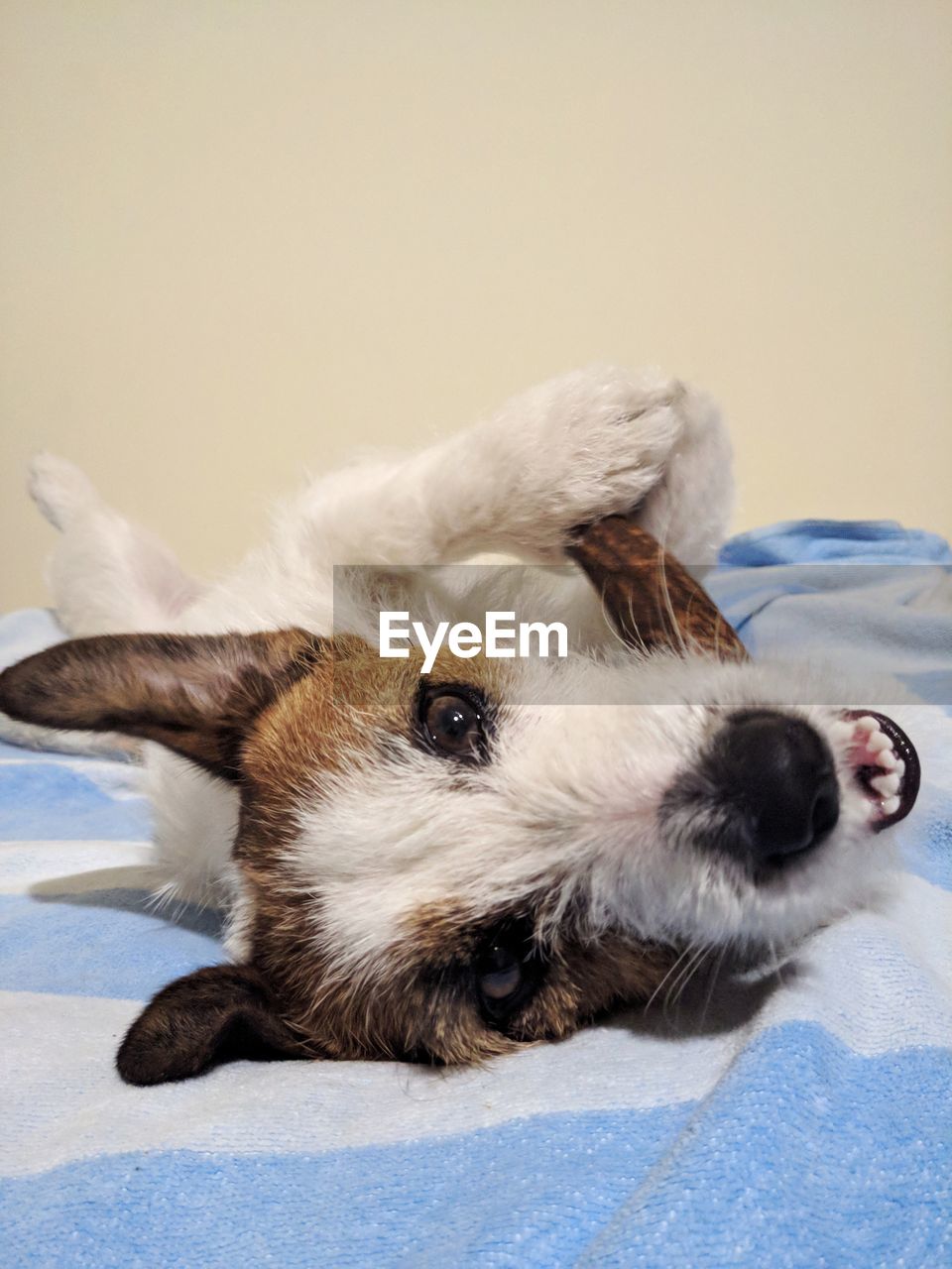 CLOSE-UP OF DOG LYING DOWN ON BED