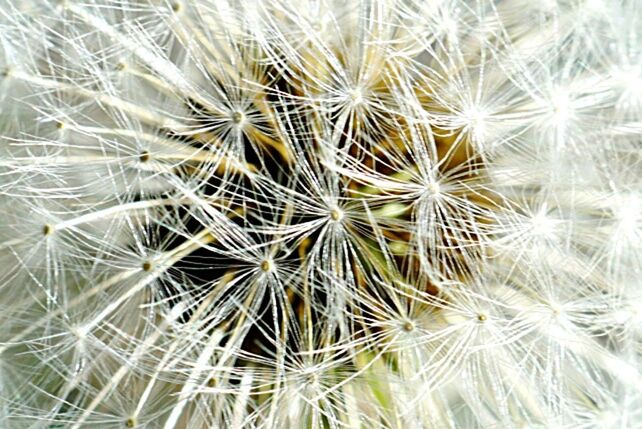 FULL FRAME SHOT OF WHITE DANDELION