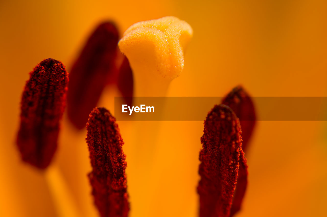 Close-up of orange flowering plant