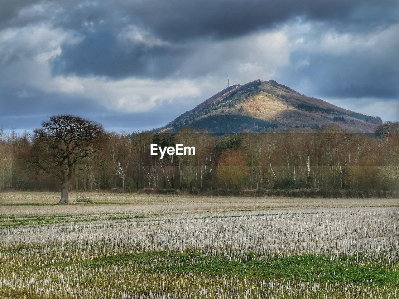 FIELD AGAINST SKY