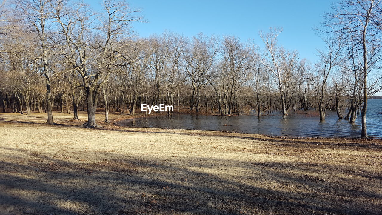 SCENIC VIEW OF BARE TREES BY LAKE