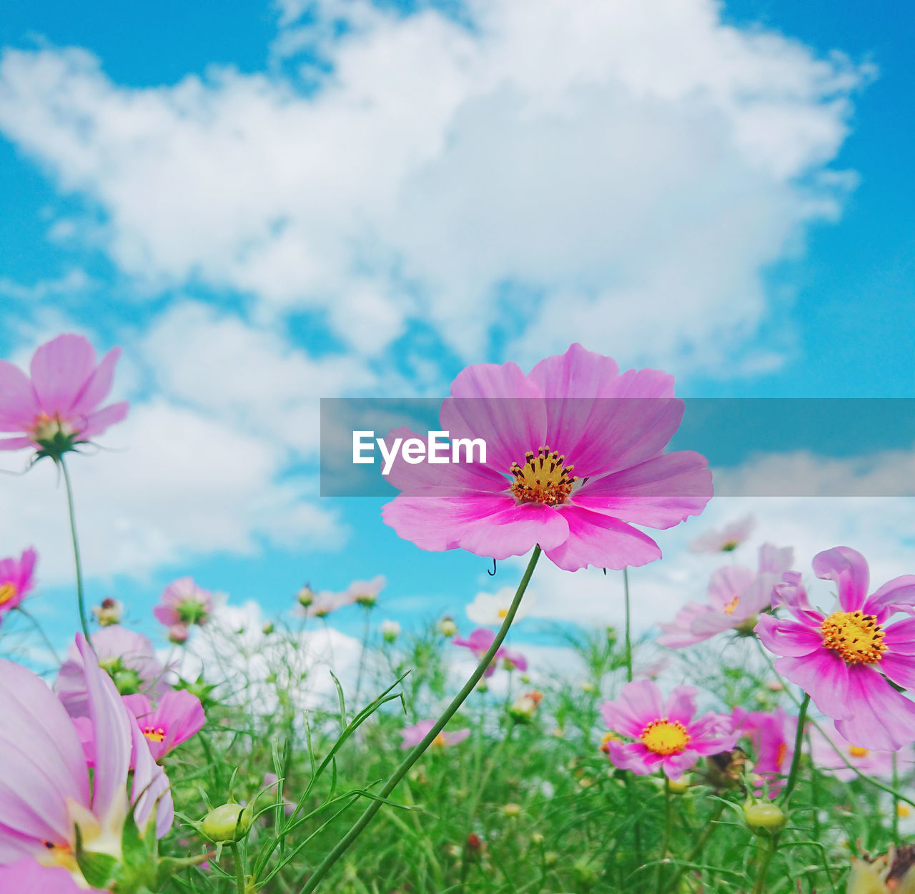 Close-up of pink cosmos flower on field against sky