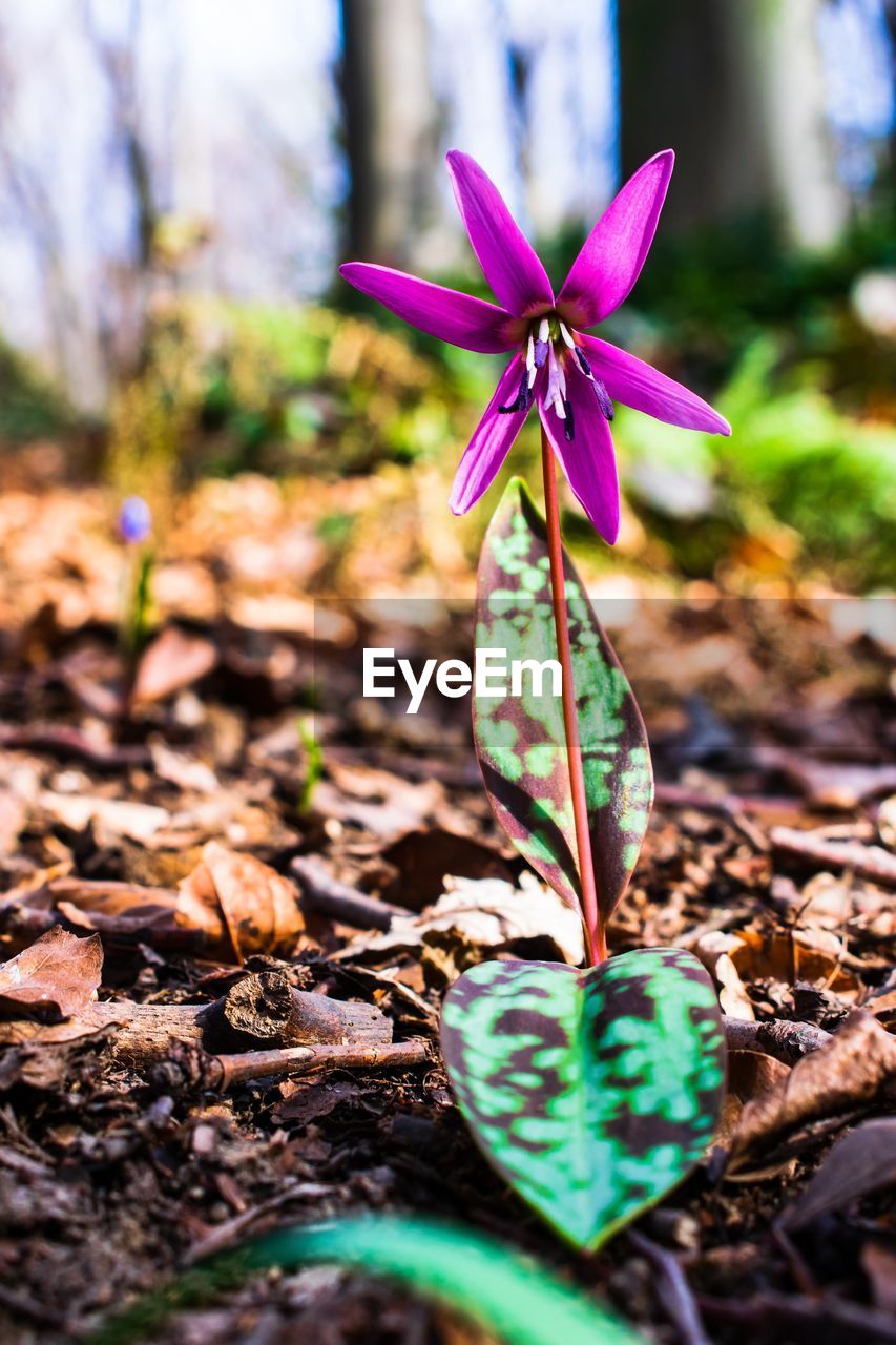 CLOSE-UP OF PURPLE CROCUS FLOWER