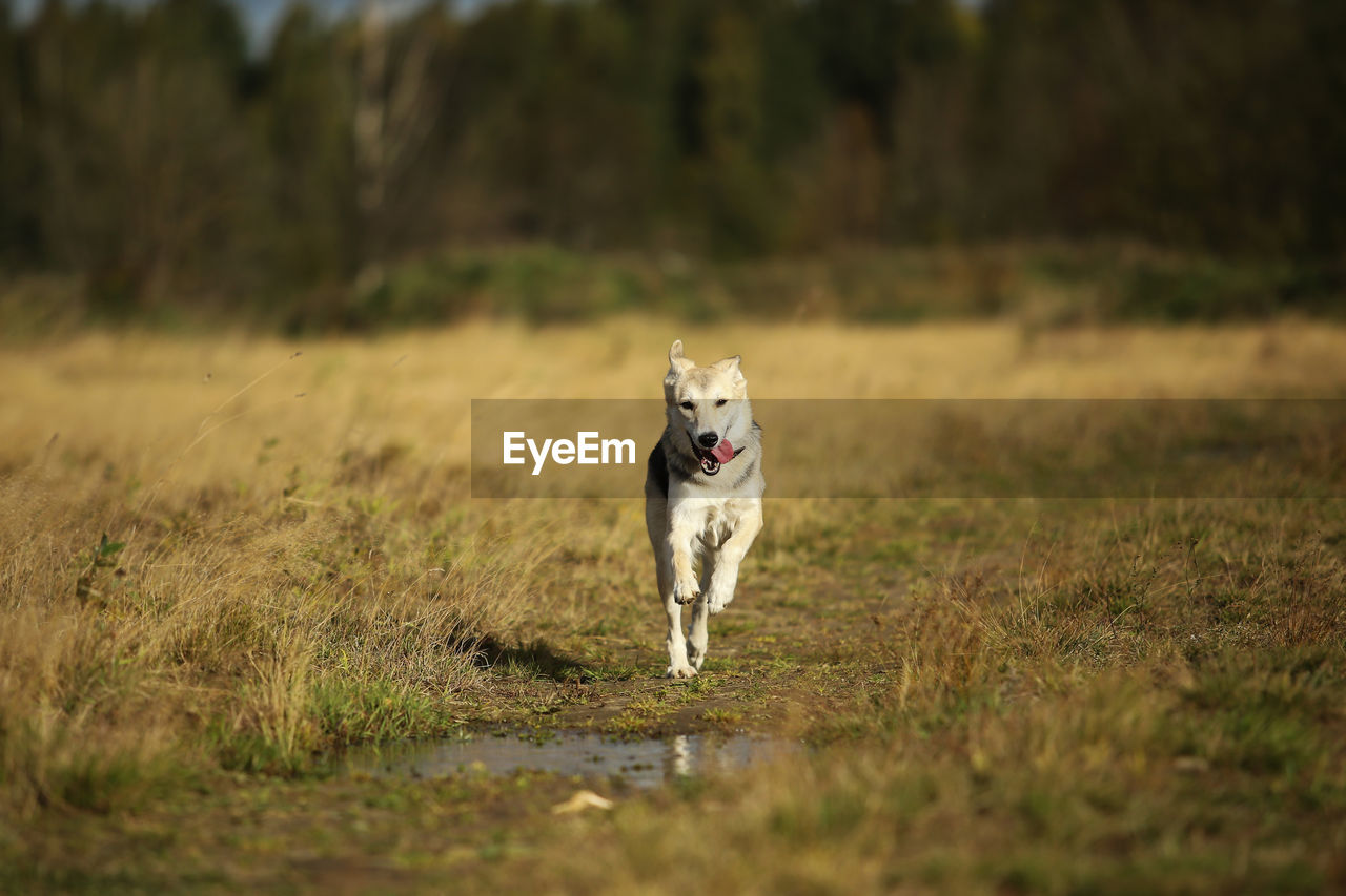 DOG RUNNING ON GRASS