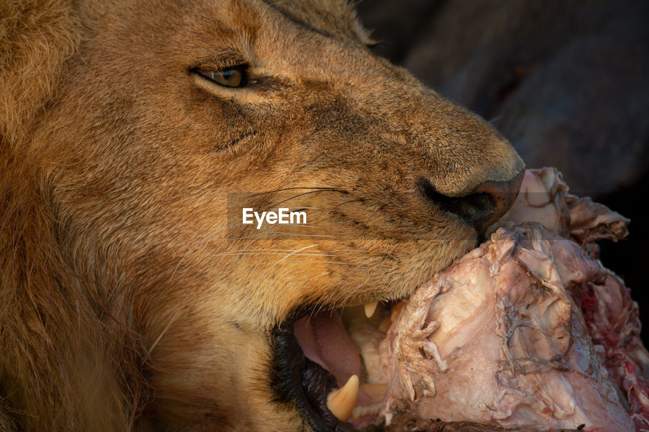 Close-up of male lion chewing animal carcase