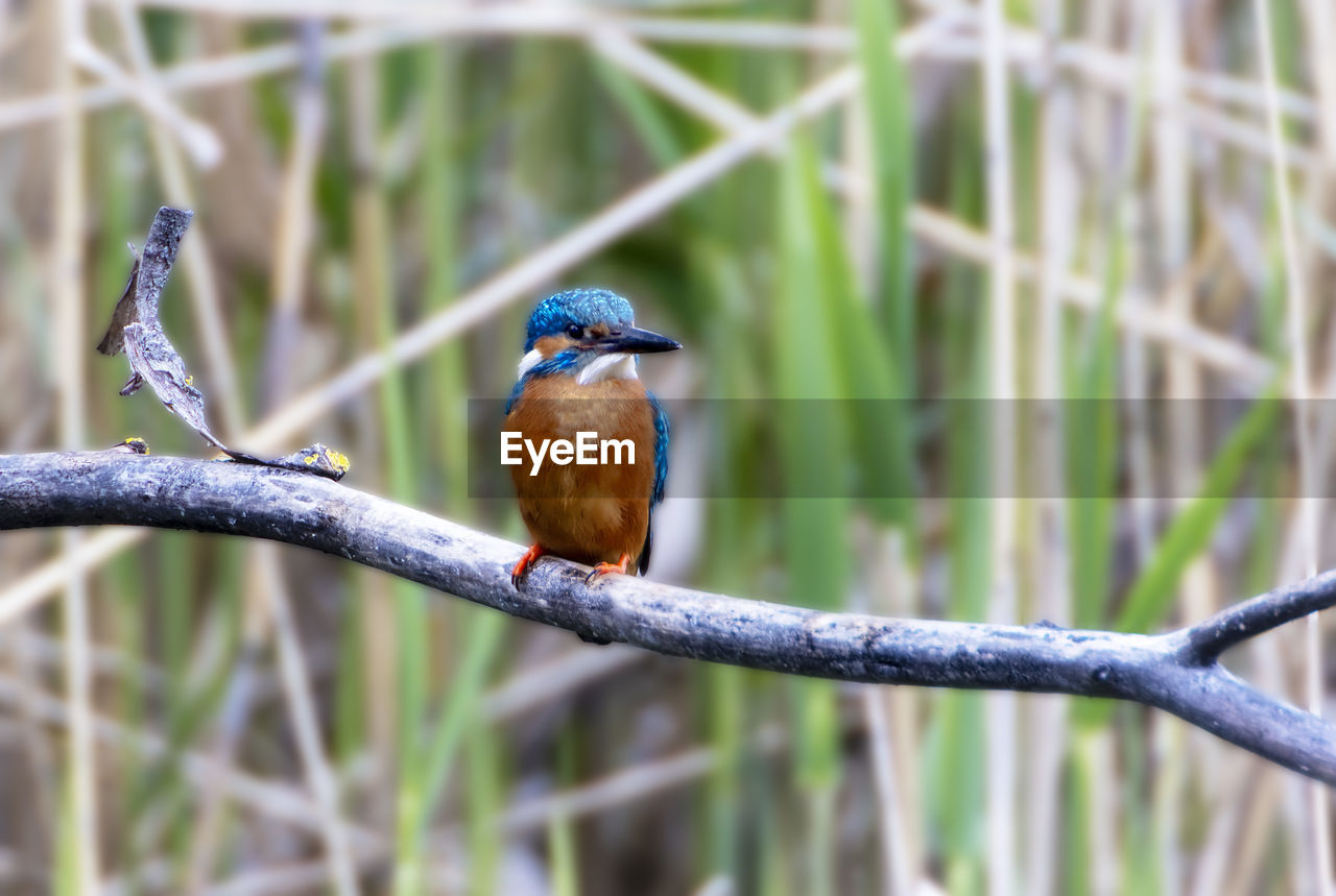 BIRD PERCHING ON BRANCH