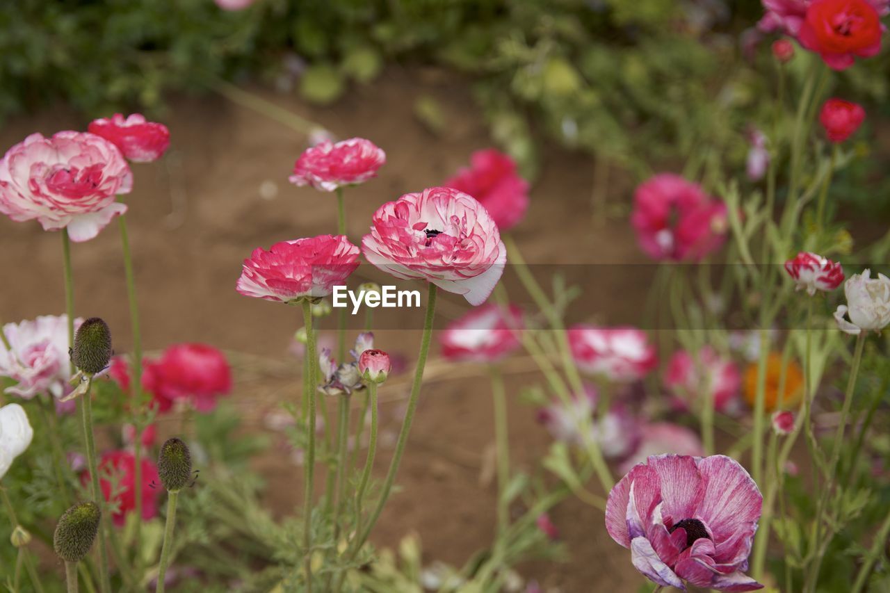 Close-up of pink rose flowers in field