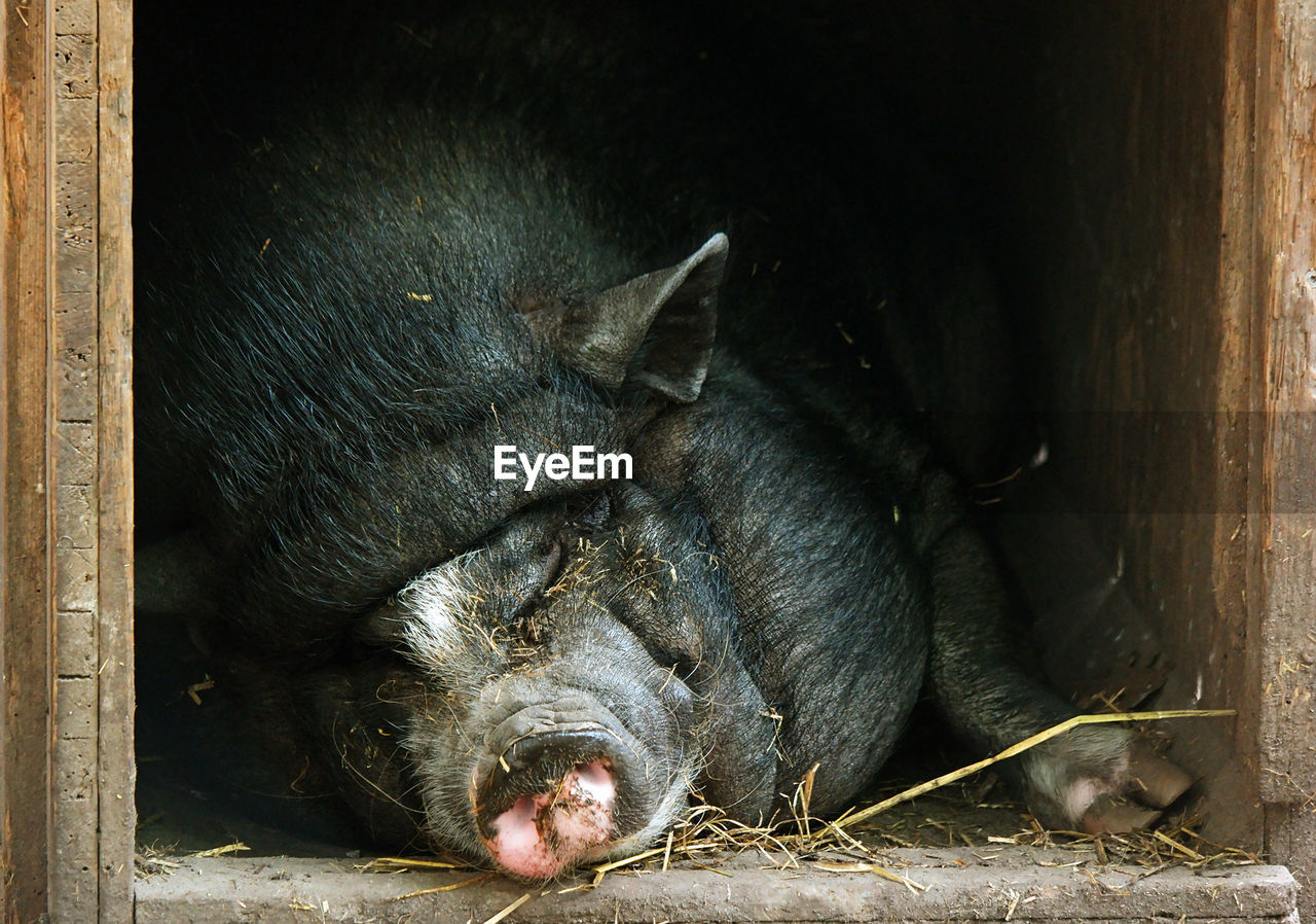 Close-up of pig resting in farm
