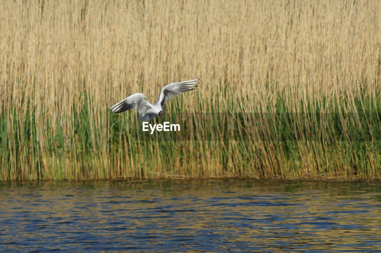 Seagull flying over baltic sea against reeds