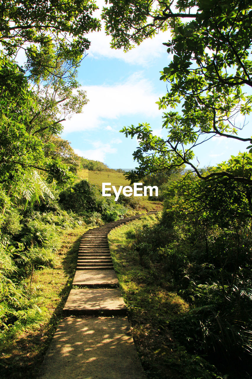 Footpath amidst trees in forest against sky