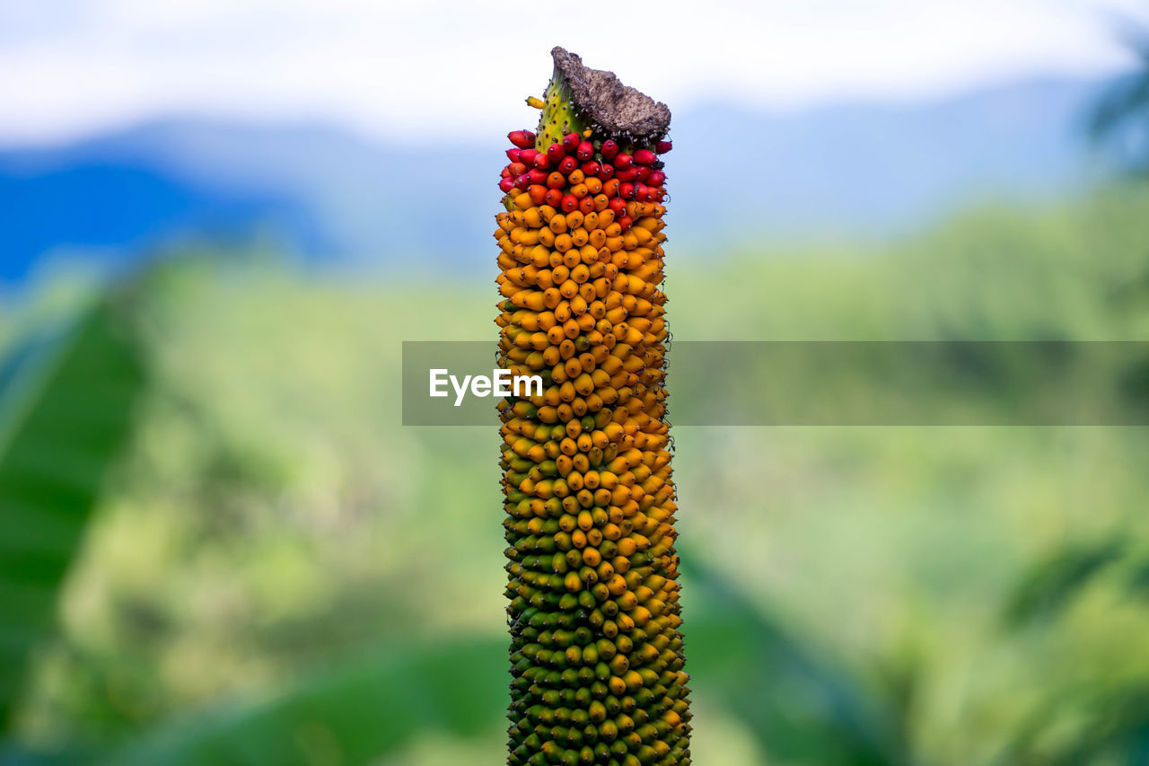 Close-up of fruits growing on plant against sky