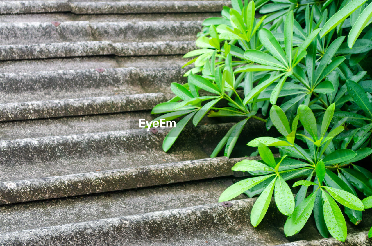 High angle view of plant growing on steps