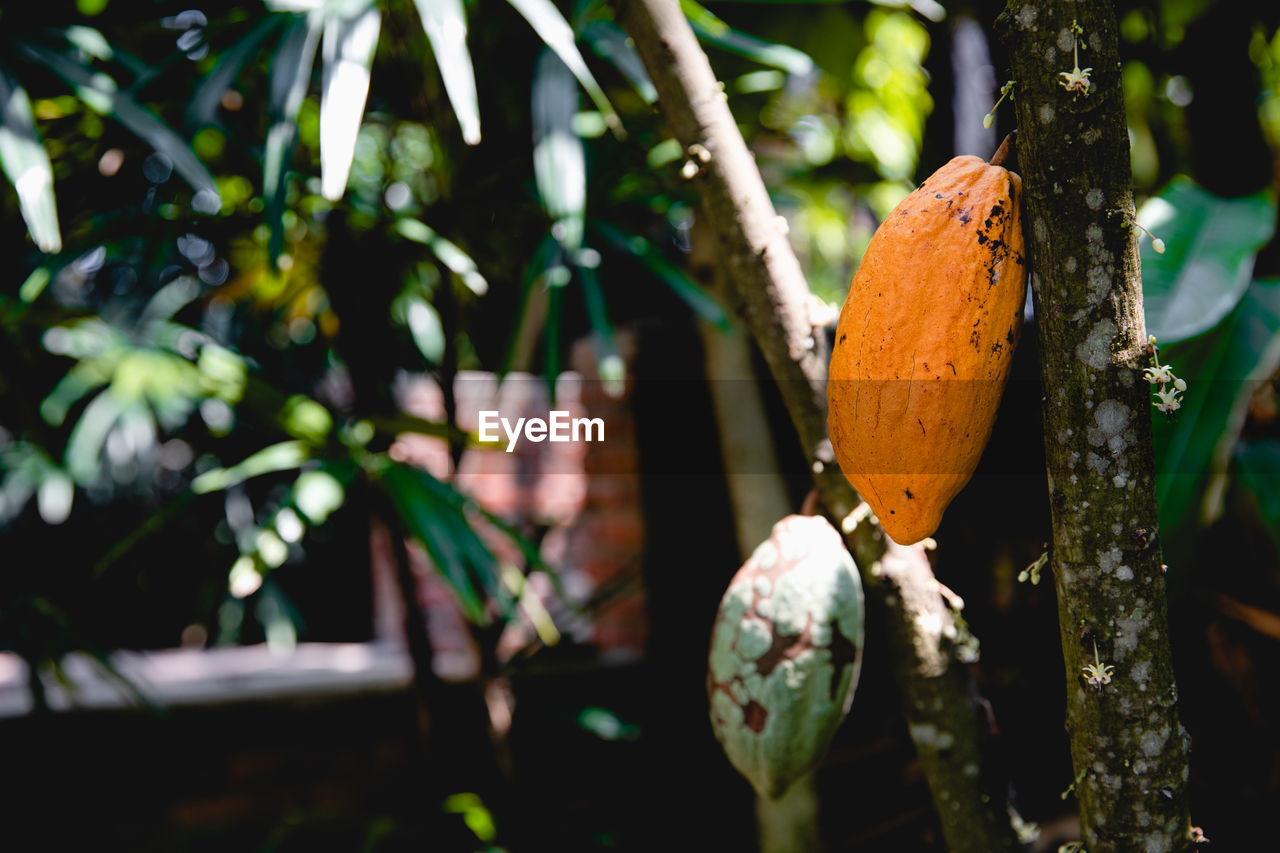 Cocoa pods hanging on tree branch