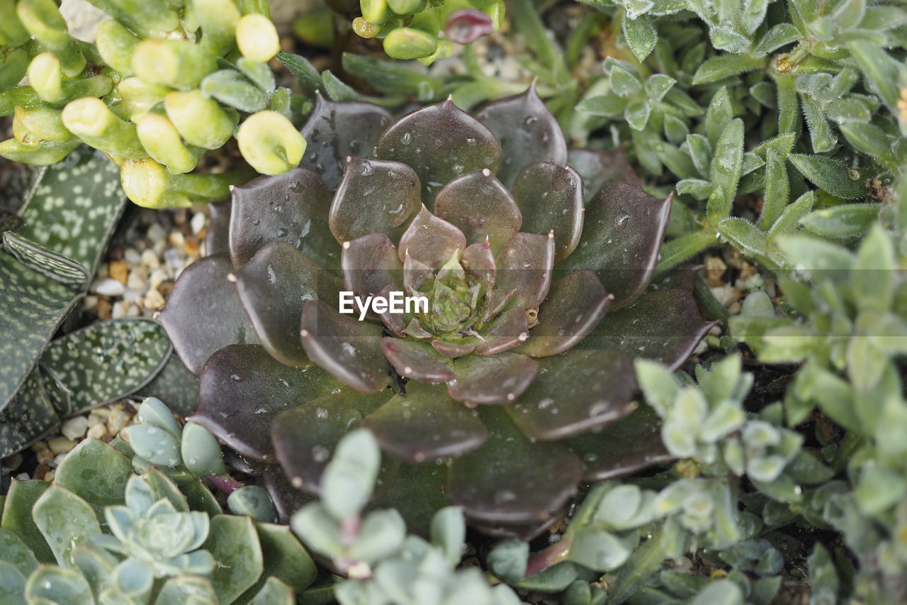 HIGH ANGLE VIEW OF SUCCULENT PLANTS IN WATER