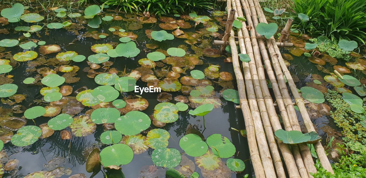 High angle view of leaves floating on lake