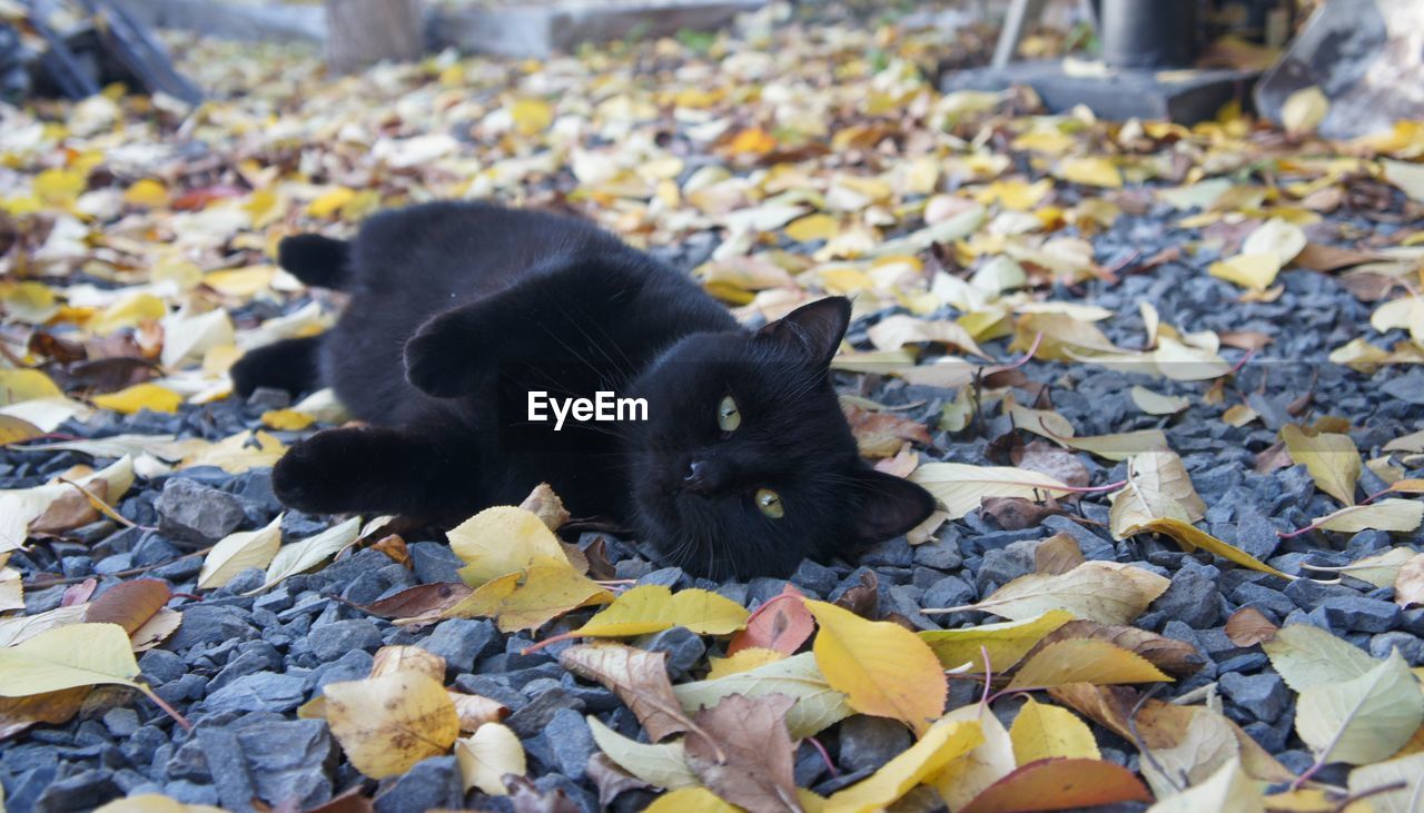 animal, cat, animal themes, mammal, one animal, domestic animals, pet, autumn, leaf, plant part, black, domestic cat, black cat, felidae, feline, no people, nature, kitten, looking at camera, day, portrait, carnivore, small to medium-sized cats, outdoors, dry