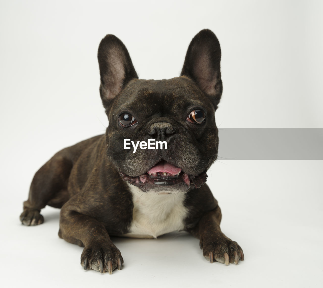 Portrait of black dog sitting against white background